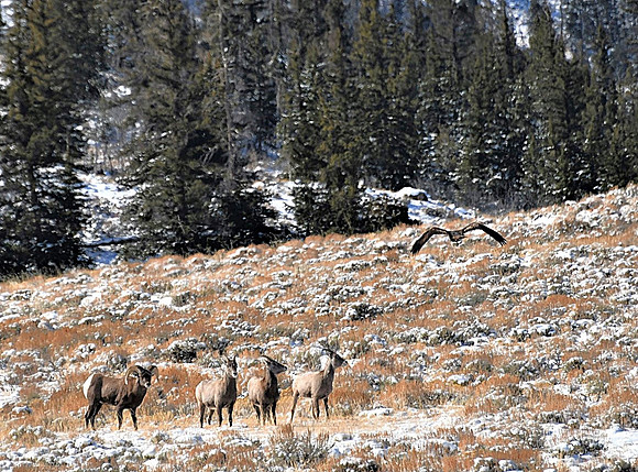 Golden fly over bighorns