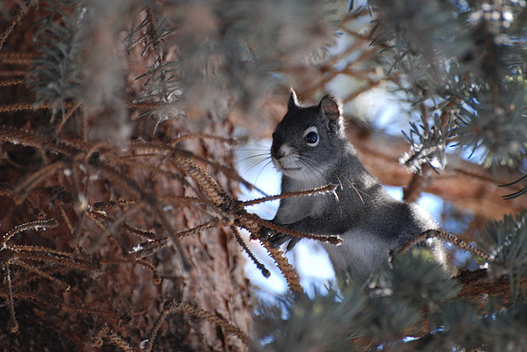 Tree Dweller