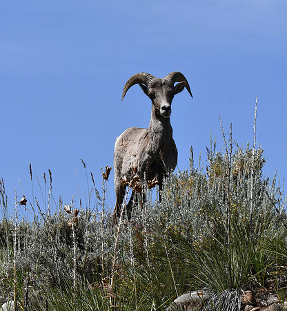 Bighorn in flowers_7663