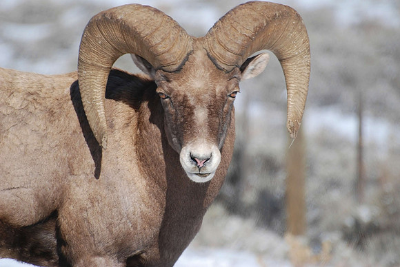 Big Horn Ram 25